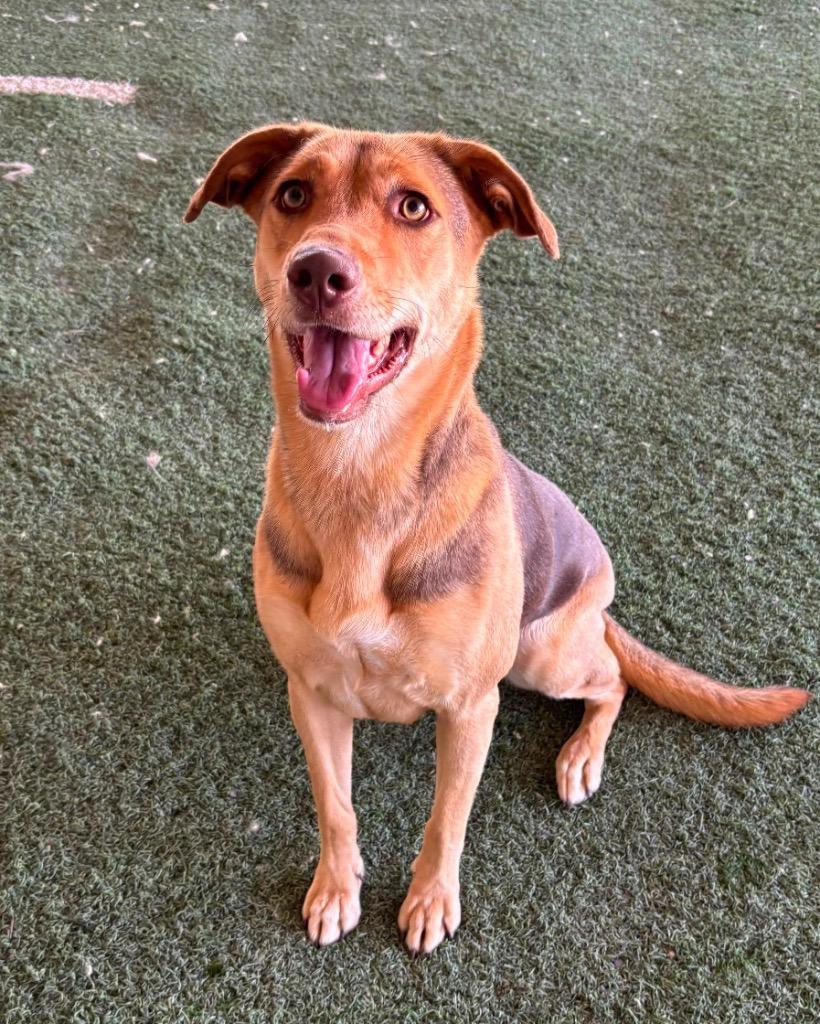 Enlarge Rosie, a Adoptable mixed breed in Midland, TX image 6/6