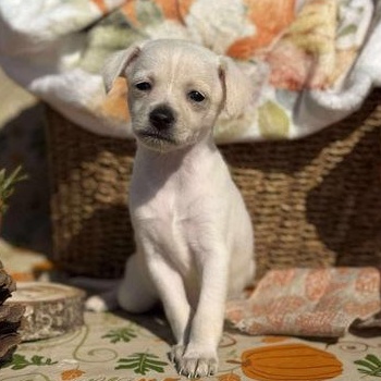 Mash Potato, adopted, Puppy Female Chihuahua.