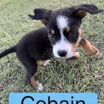 Cobain
