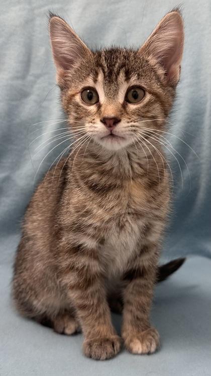 Enlarge Juniper, an adopted Domestic Short Hair in Buffalo, MN image 1/1