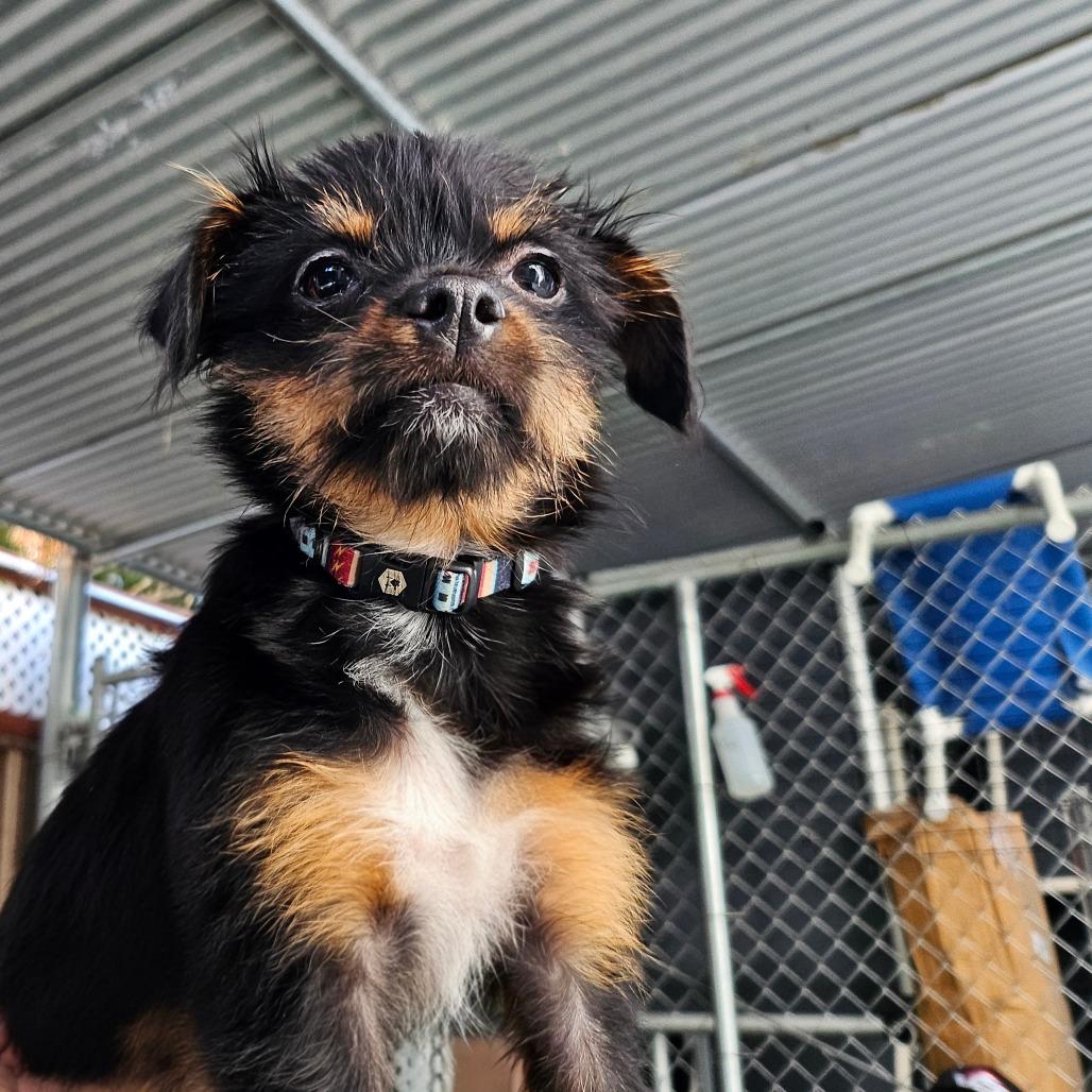 Custard (Available in foster), Adoptable, Puppy Female Mixed Breed.
