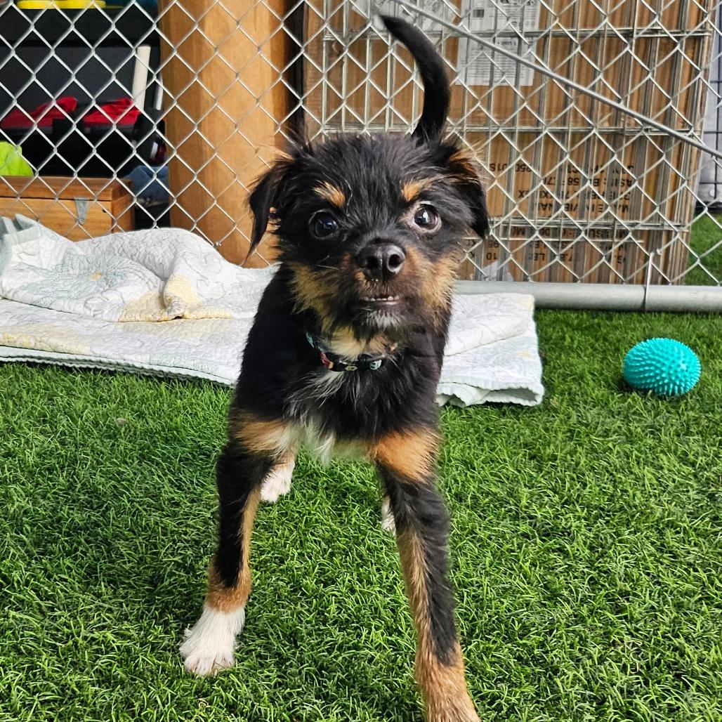 Custard (Available in foster), a Adoptable Mixed Breed in Sonoma, CA image 2/6