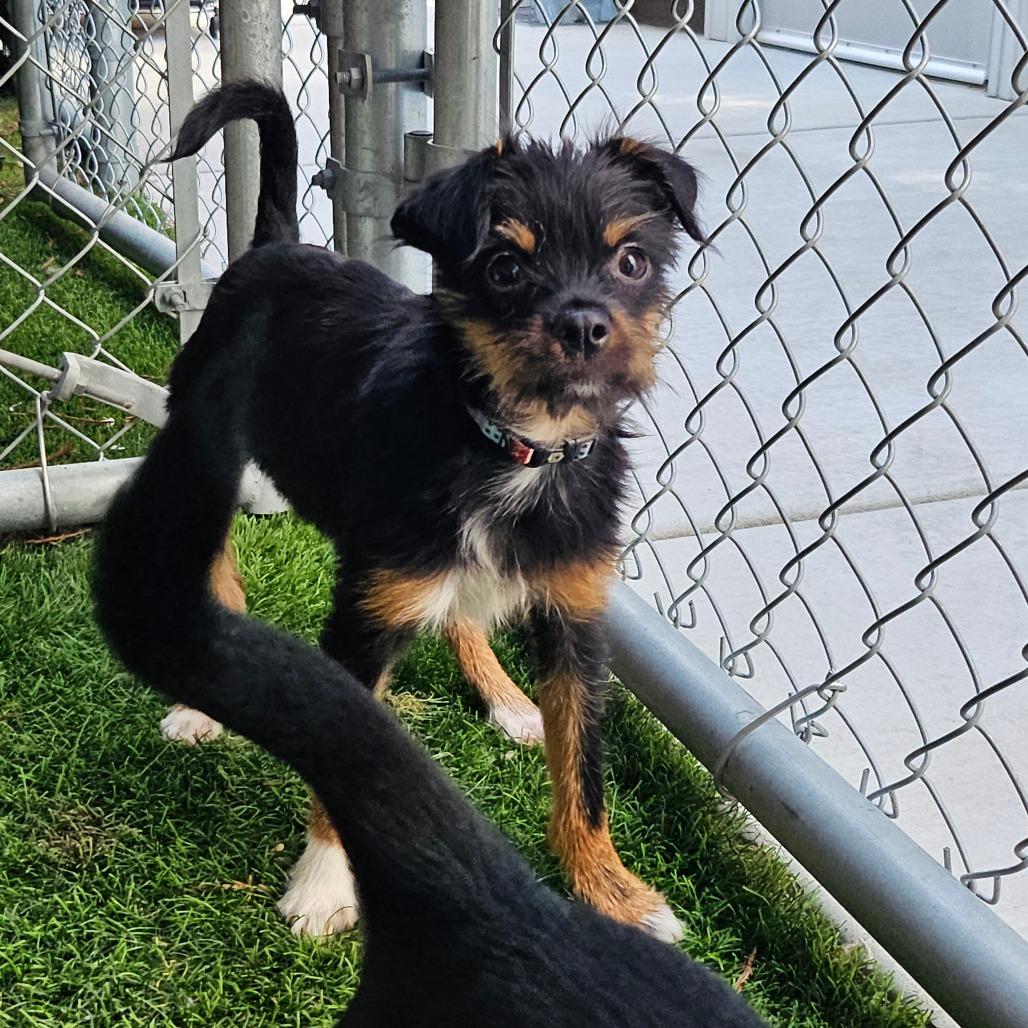 Custard (Available in foster), a Adoptable Mixed Breed in Sonoma, CA image 3/6