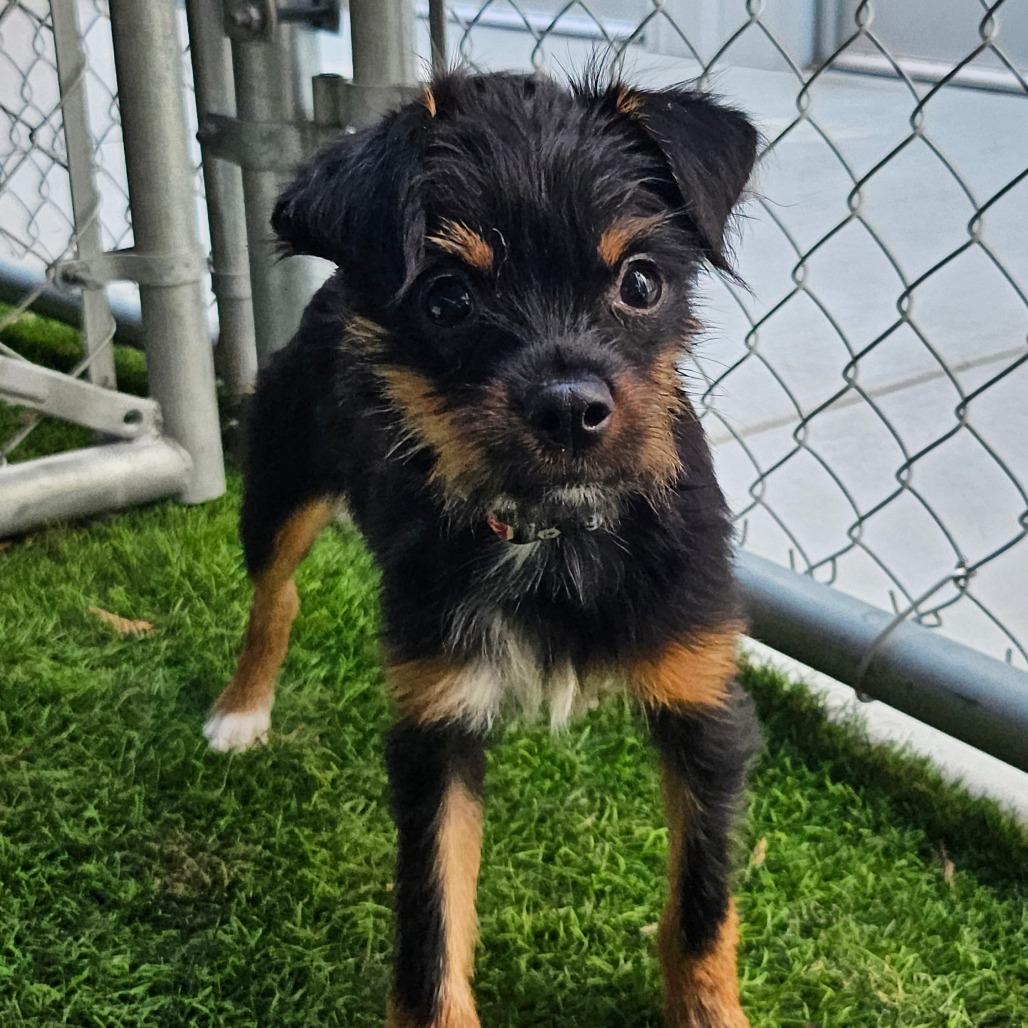 Custard (Available in foster), a Adoptable Mixed Breed in Sonoma, CA image 5/6