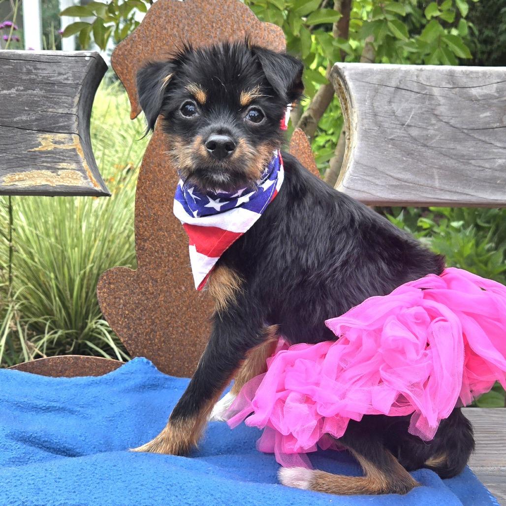 Custard (Available in foster), a Adoptable Mixed Breed in Sonoma, CA image 6/6