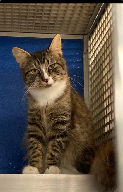 Enlarge Shark Boy, a Adoptable mixed breed in Picayune, MS image 1/3