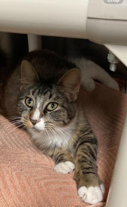 Enlarge Shark Boy, a Adoptable mixed breed in Picayune, MS image 2/3