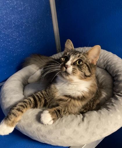 Enlarge Shark Boy, a Adoptable mixed breed in Picayune, MS image 3/3