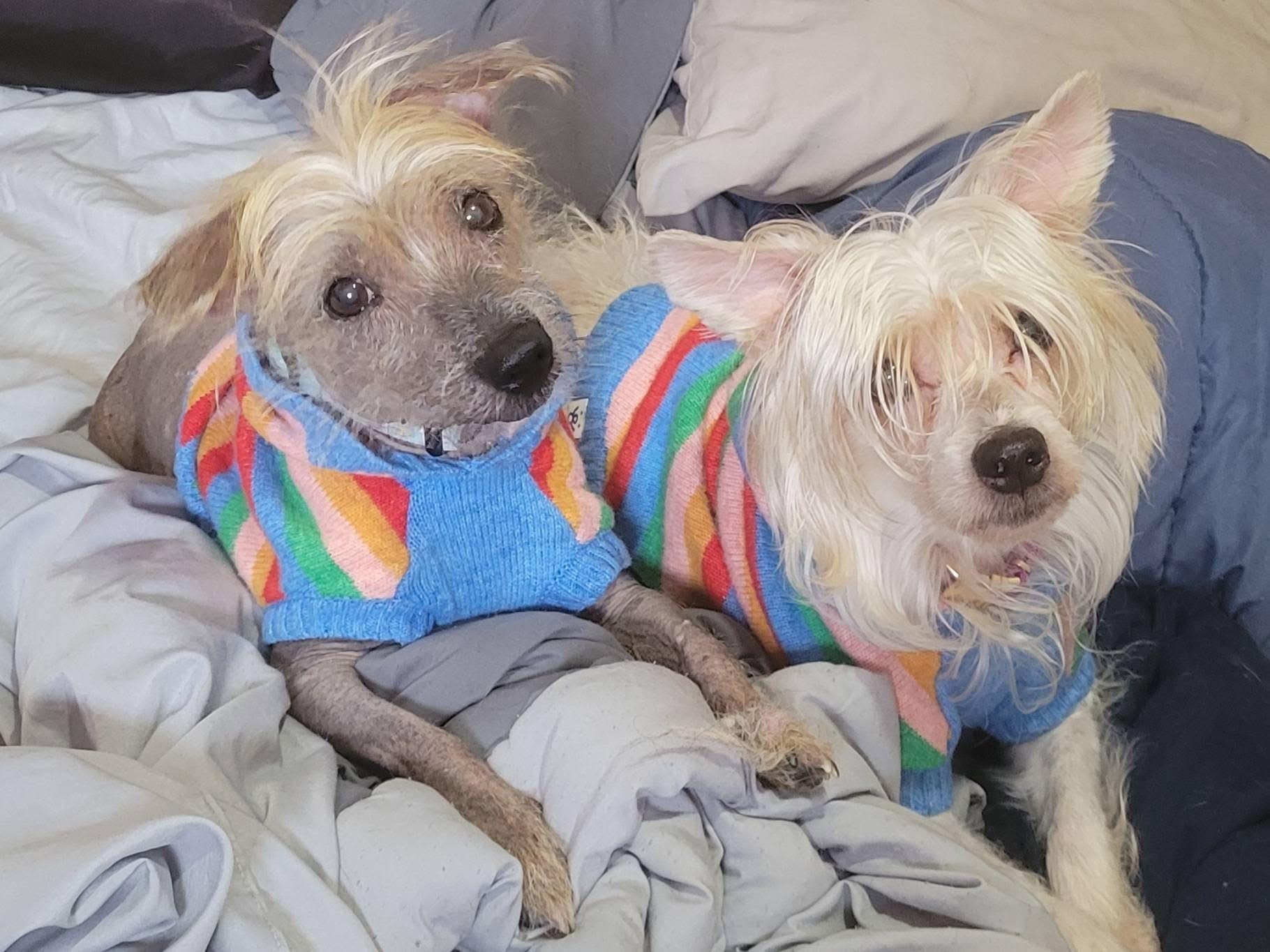 Lala and Babs , a ADOPTABLE Chinese Crested Dog in West newton, PA image 1/4
