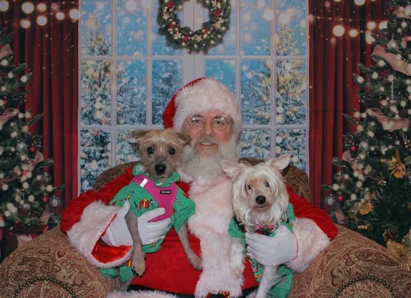Lala and Babs , a ADOPTABLE Chinese Crested Dog in West newton, PA image 4/4
