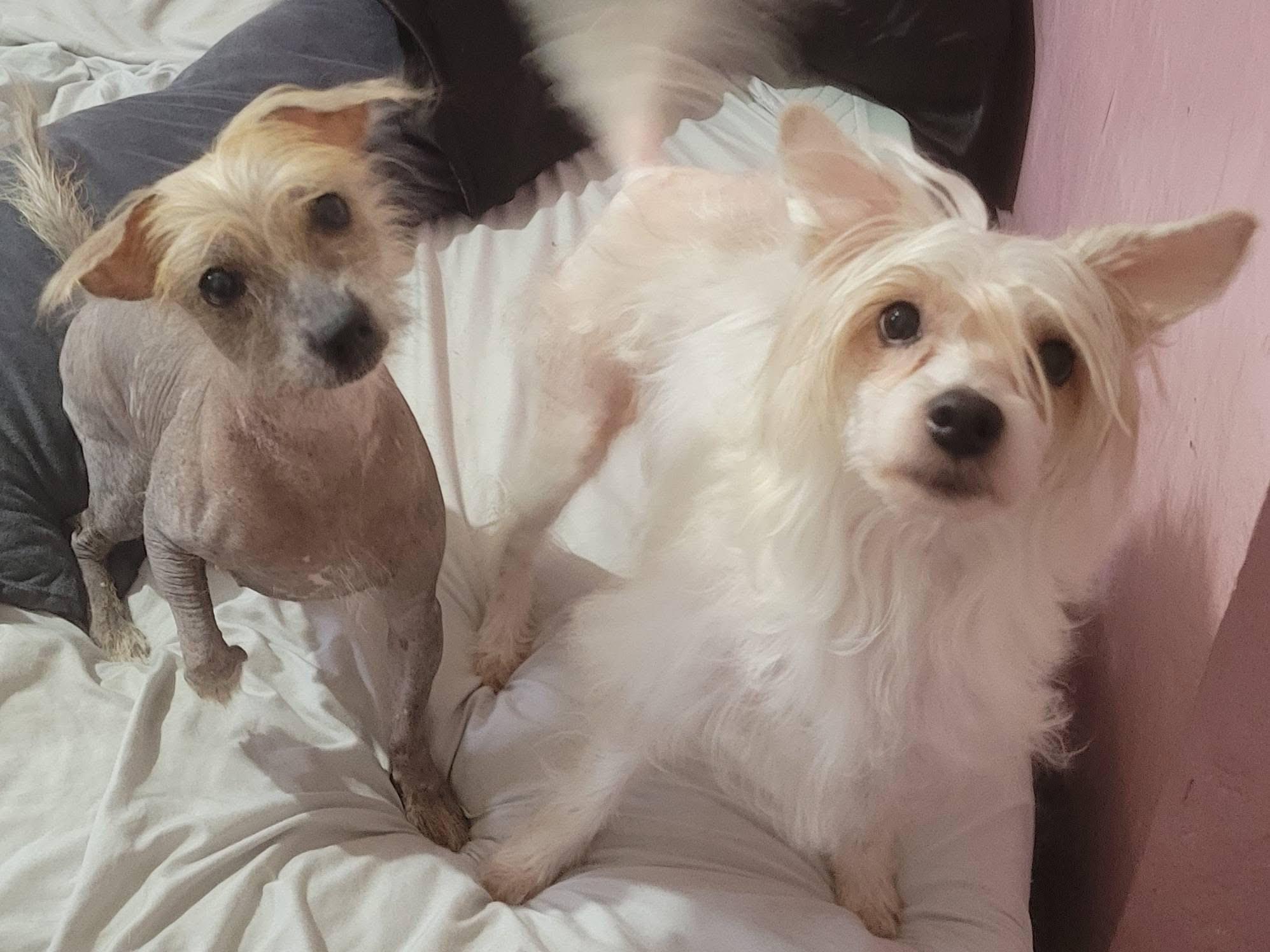 Lala and Babs , a ADOPTABLE Chinese Crested Dog in West newton, PA image 3/4