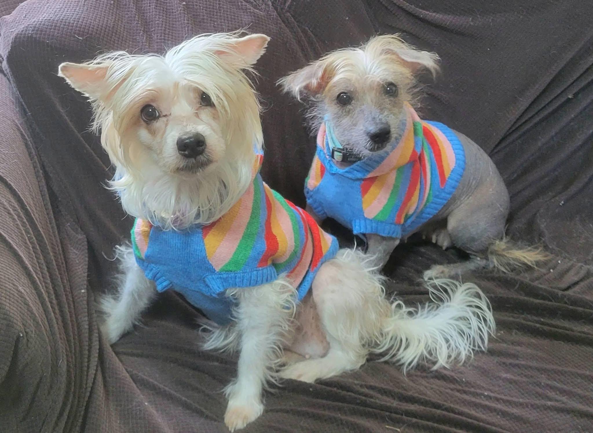 Lala and Babs , a ADOPTABLE Chinese Crested Dog in West newton, PA image 2/4