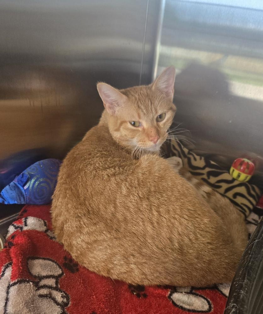 Enlarge Jack, a Adoptable Domestic Short Hair in Dickson, TN image 1/1