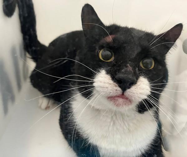 Weasley, Adoptable, Adult Male Domestic Short Hair.