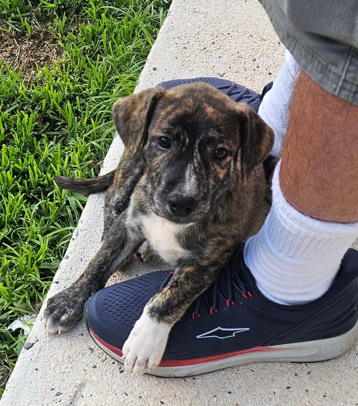 Dotty, Adoptable, Puppy Female Mixed Breed.