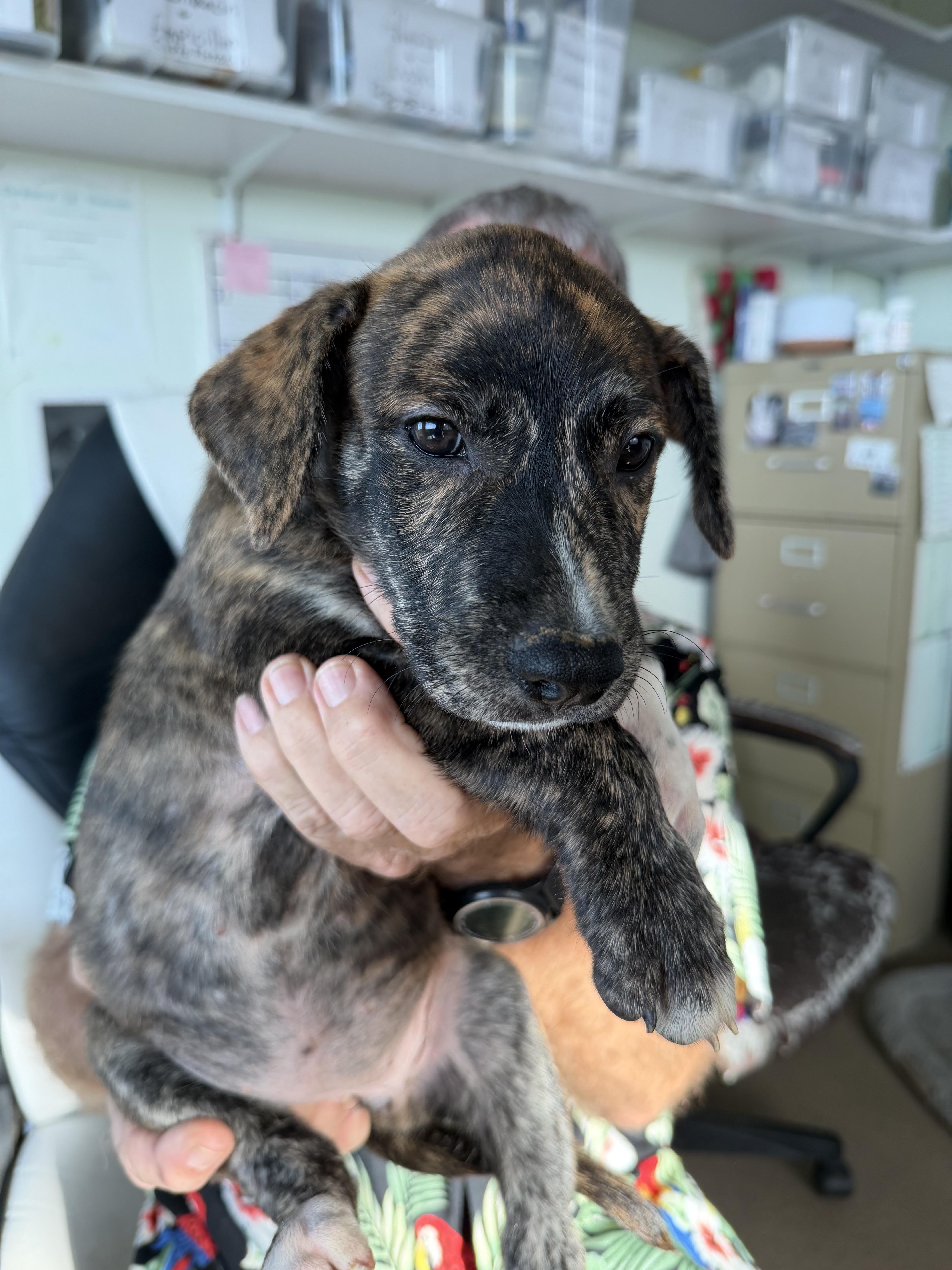 Enlarge Dotty, a Adoptable mixed breed in Toms River, NJ image 2/2