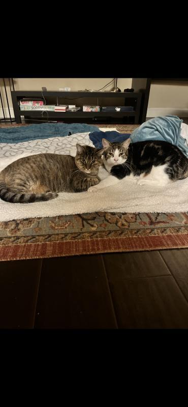 Luka, Adoptable, Adult Male Domestic Short Hair.