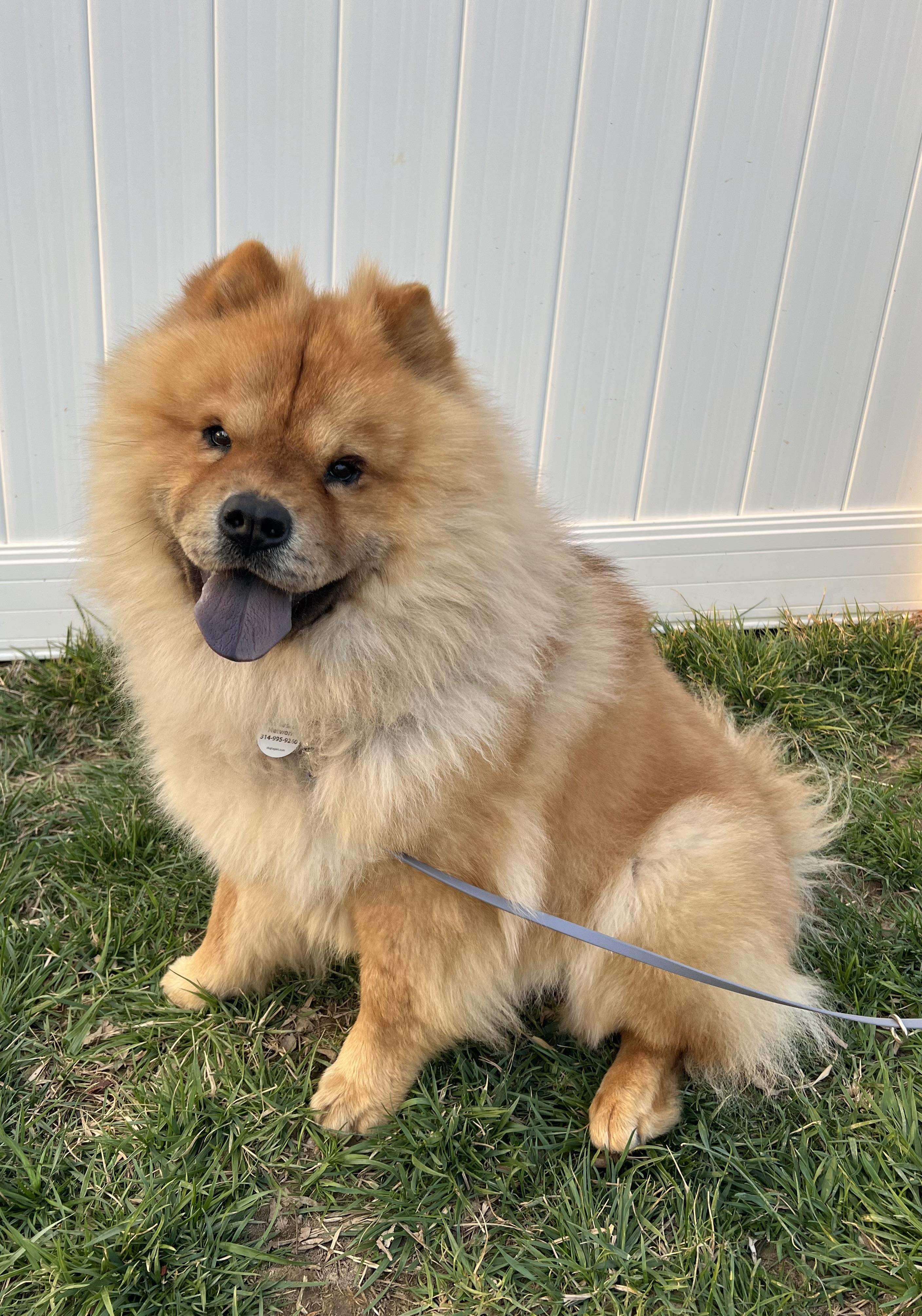 Cosmo, Young Male Chow Chow