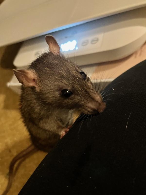 Poppy & Jasmine, Adult Female unknown