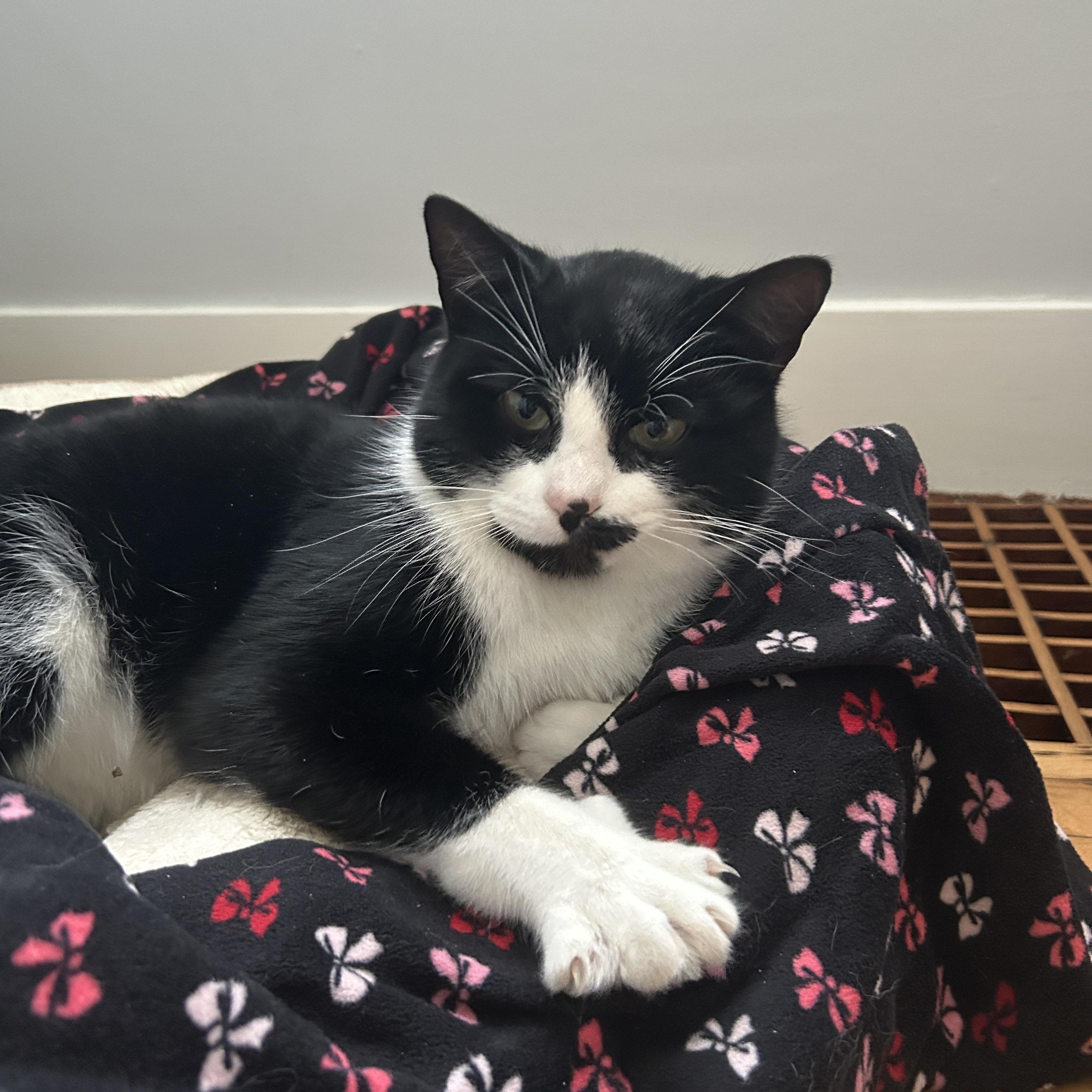 VINNY, adopted, Young Male Domestic Short Hair.