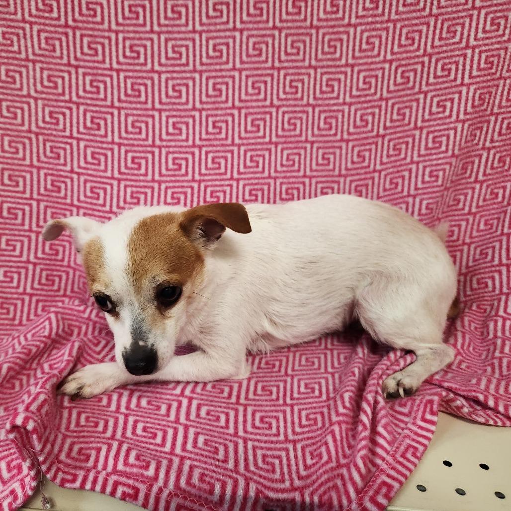 Enlarge Duke, a Adoptable Chihuahua in Coos Bay, OR image 1/3