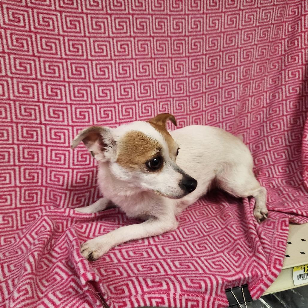 Enlarge Duke, a Adoptable Chihuahua in Coos Bay, OR image 2/3