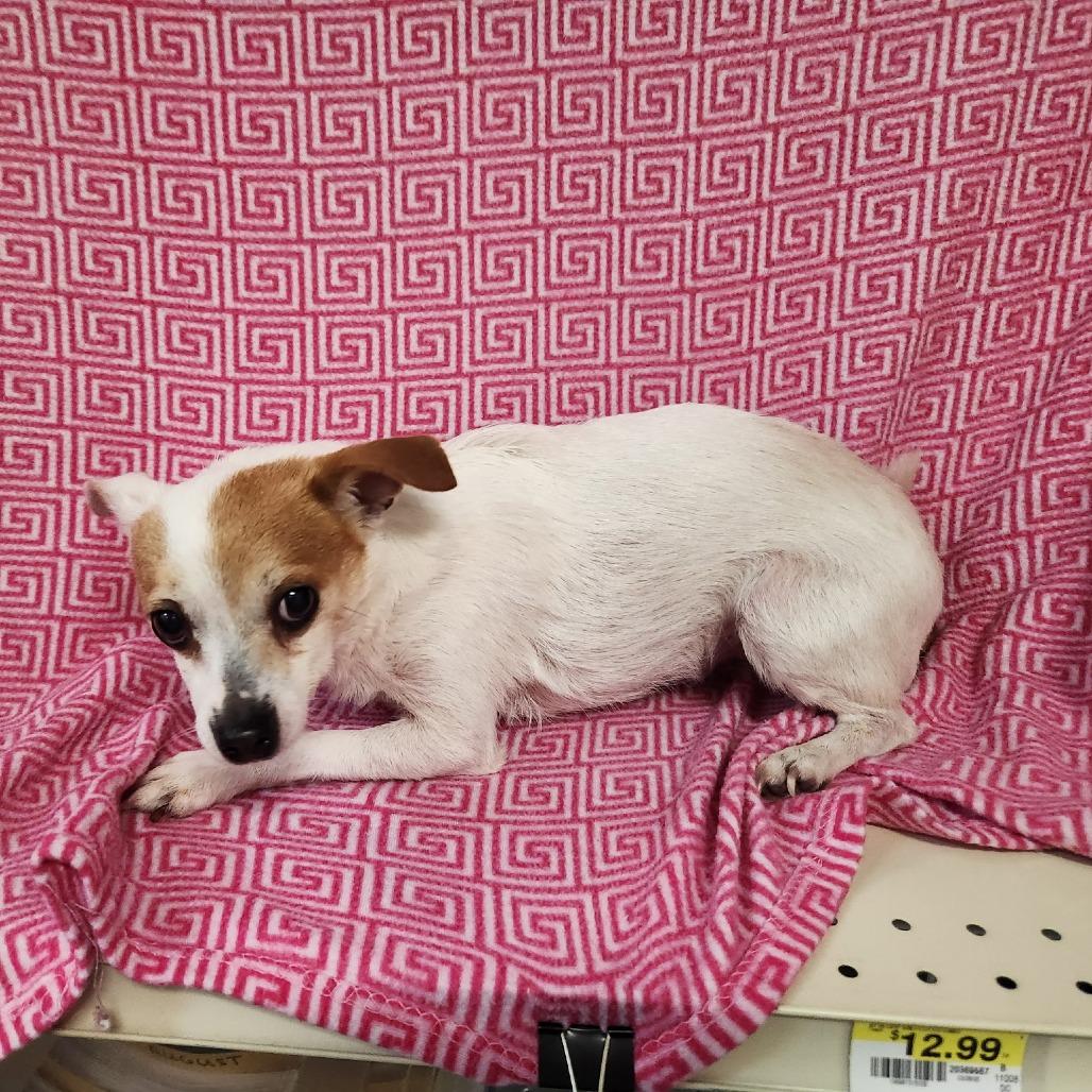 Enlarge Duke, a Adoptable Chihuahua in Coos Bay, OR image 3/3