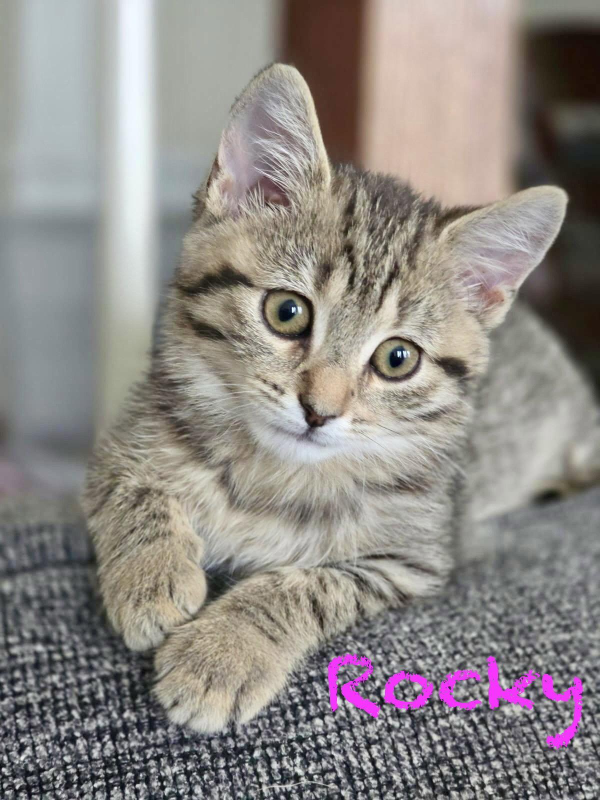 Rocky, a Adoptable Domestic Medium Hair in Reston, VA image 2/3