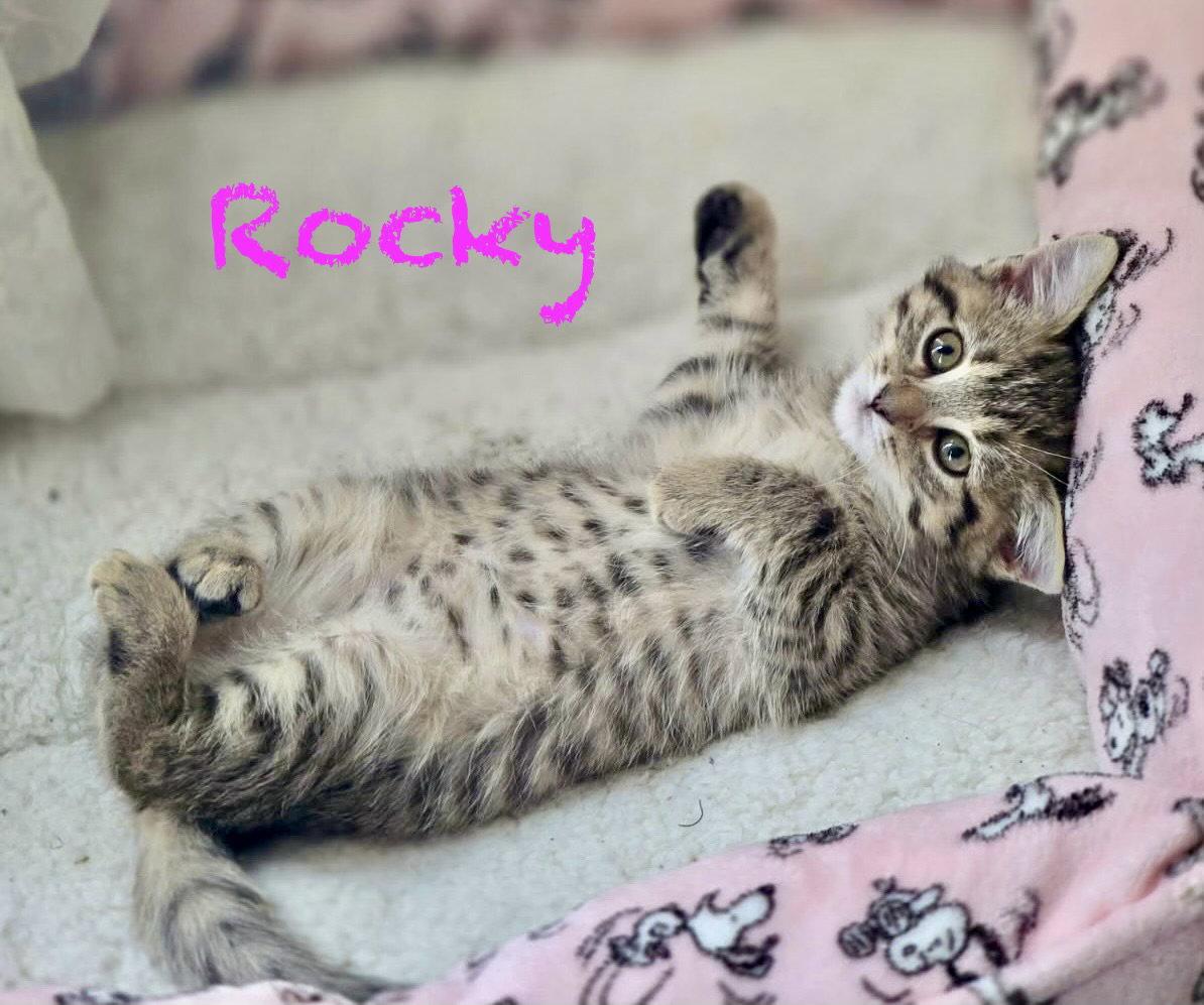 Rocky, a Adoptable Domestic Medium Hair in Reston, VA image 3/3