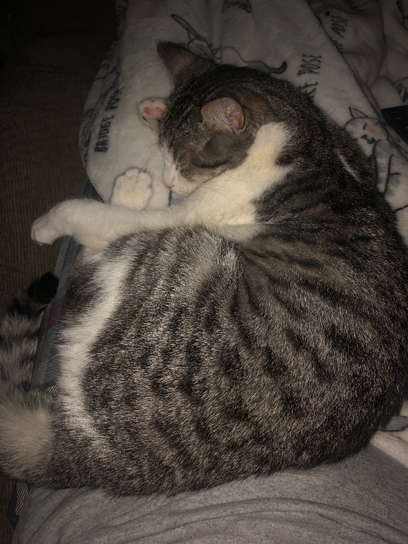 Chickie, Adoptable, Adult Female Domestic Short Hair.