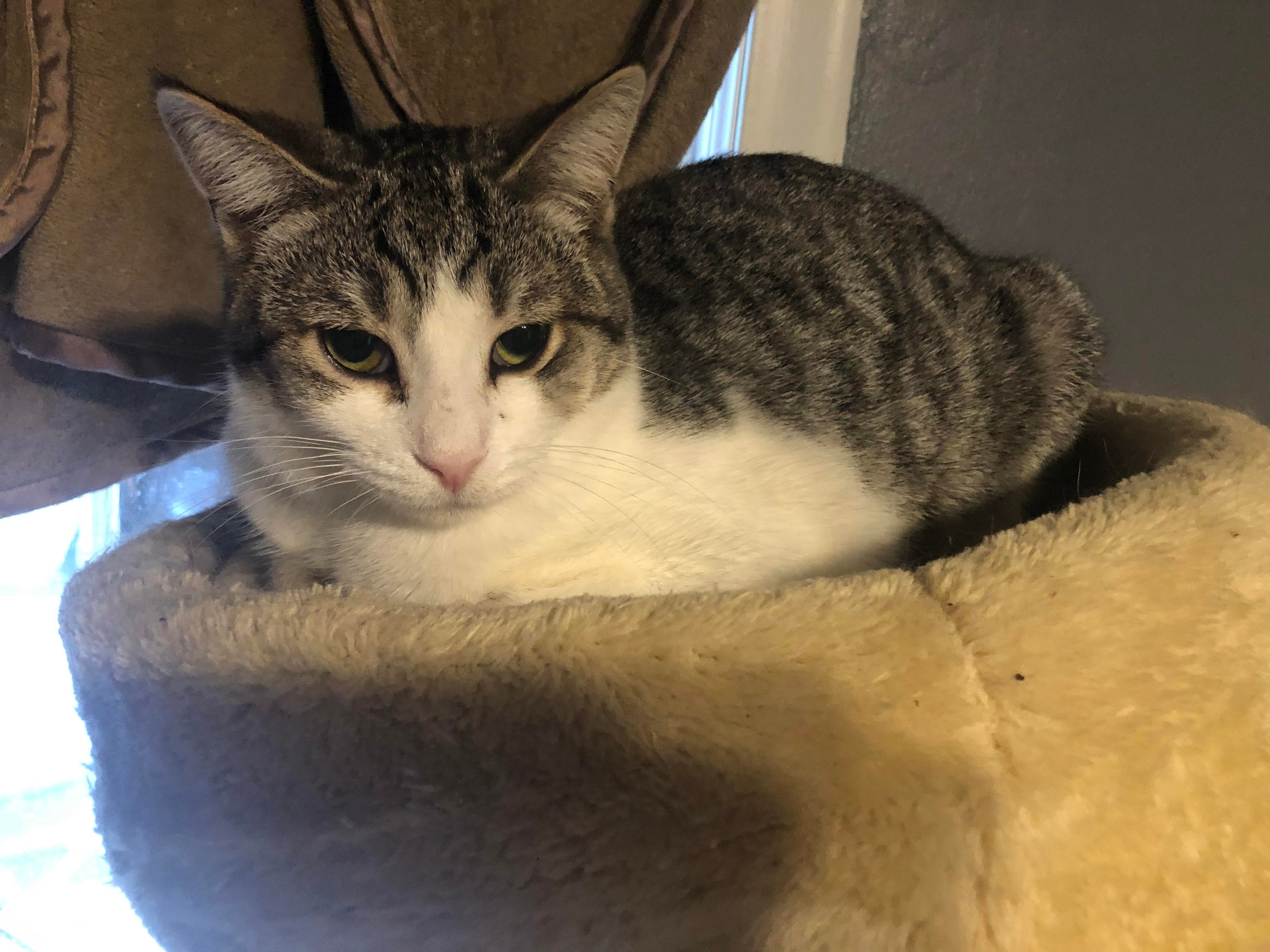 Chickie, a Adoptable Domestic Short Hair in Garden City, MI image 2/4