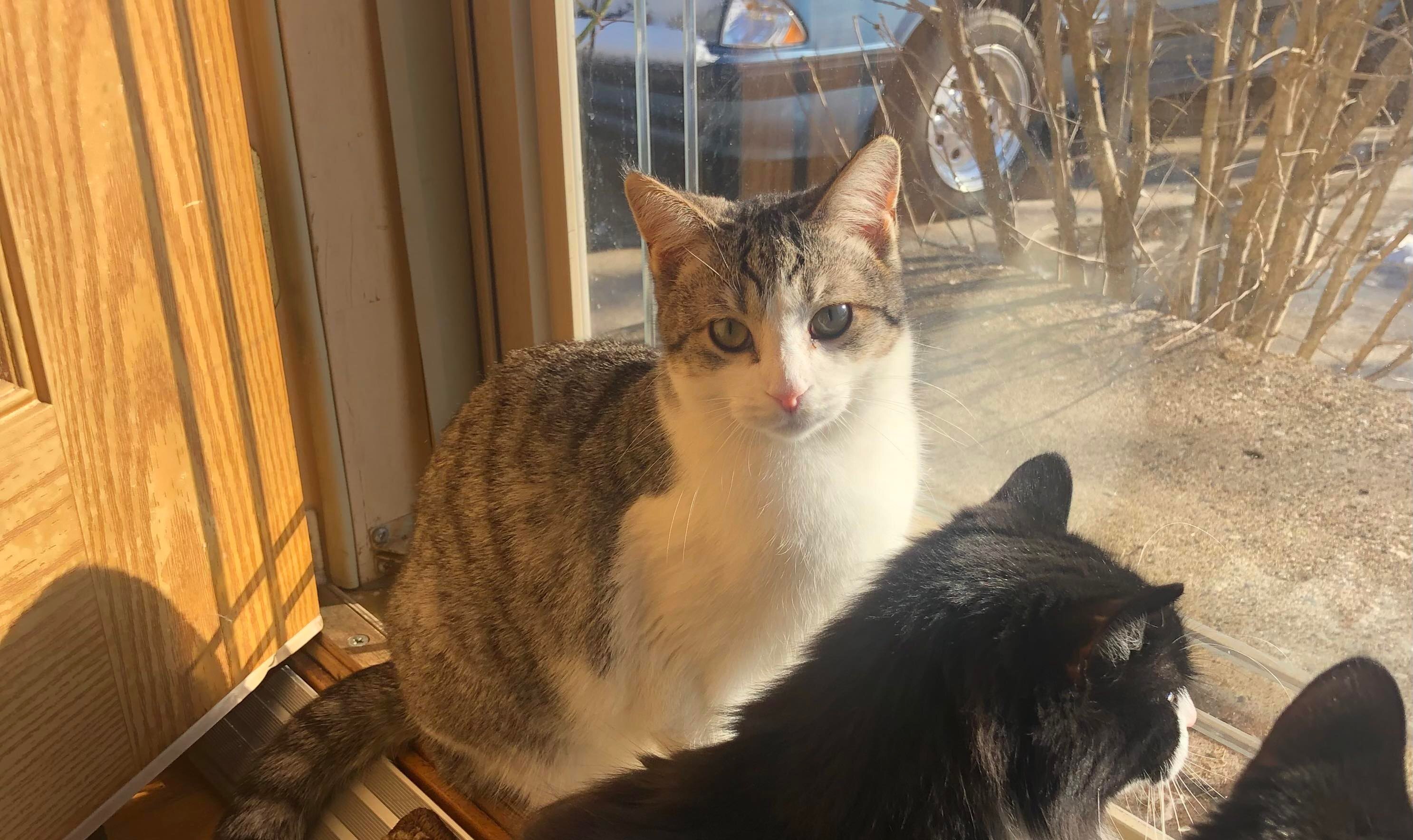 Chickie, a Adoptable Domestic Short Hair in Garden City, MI image 3/4