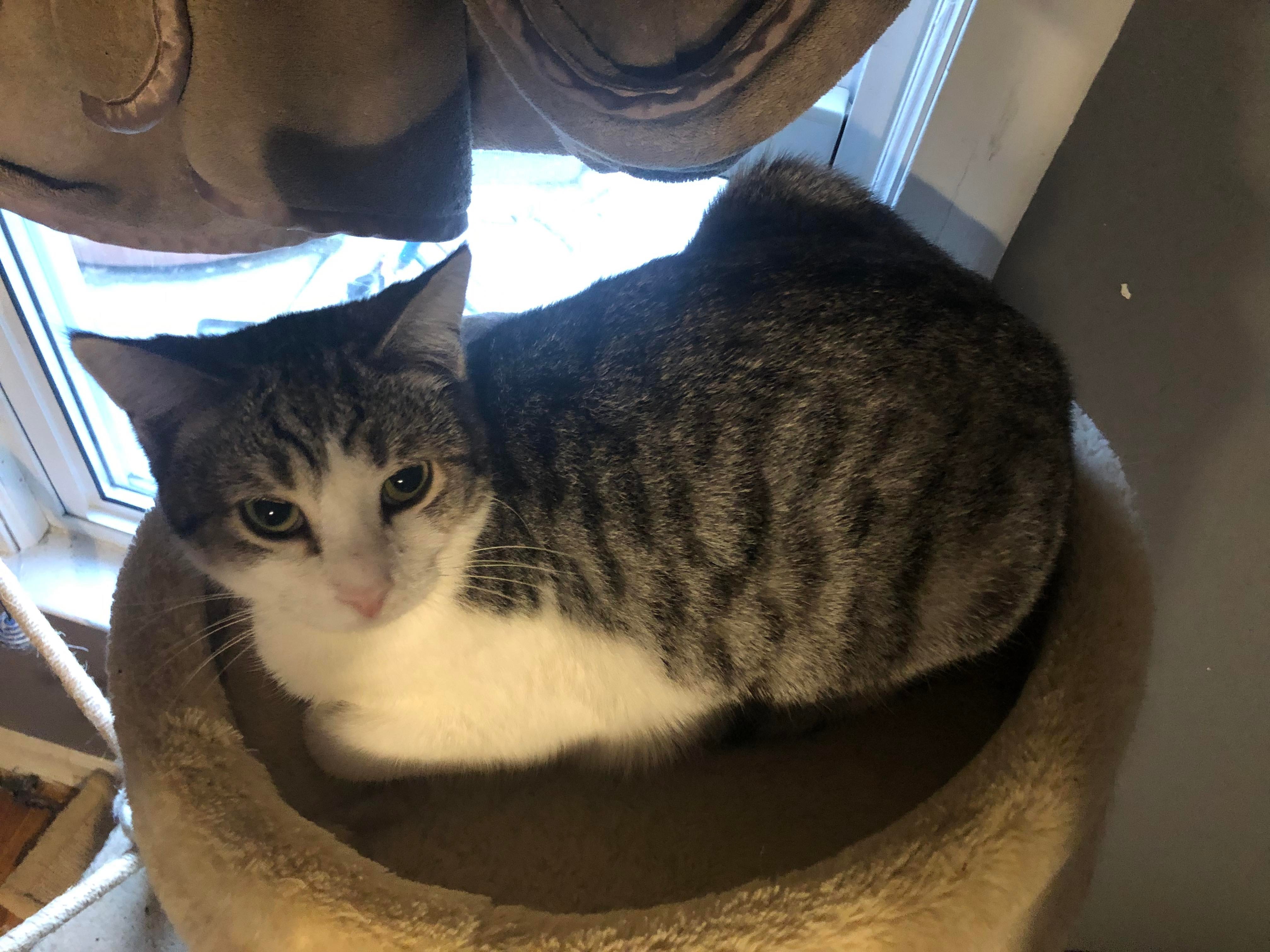 Chickie, a Adoptable Domestic Short Hair in Garden City, MI image 4/4