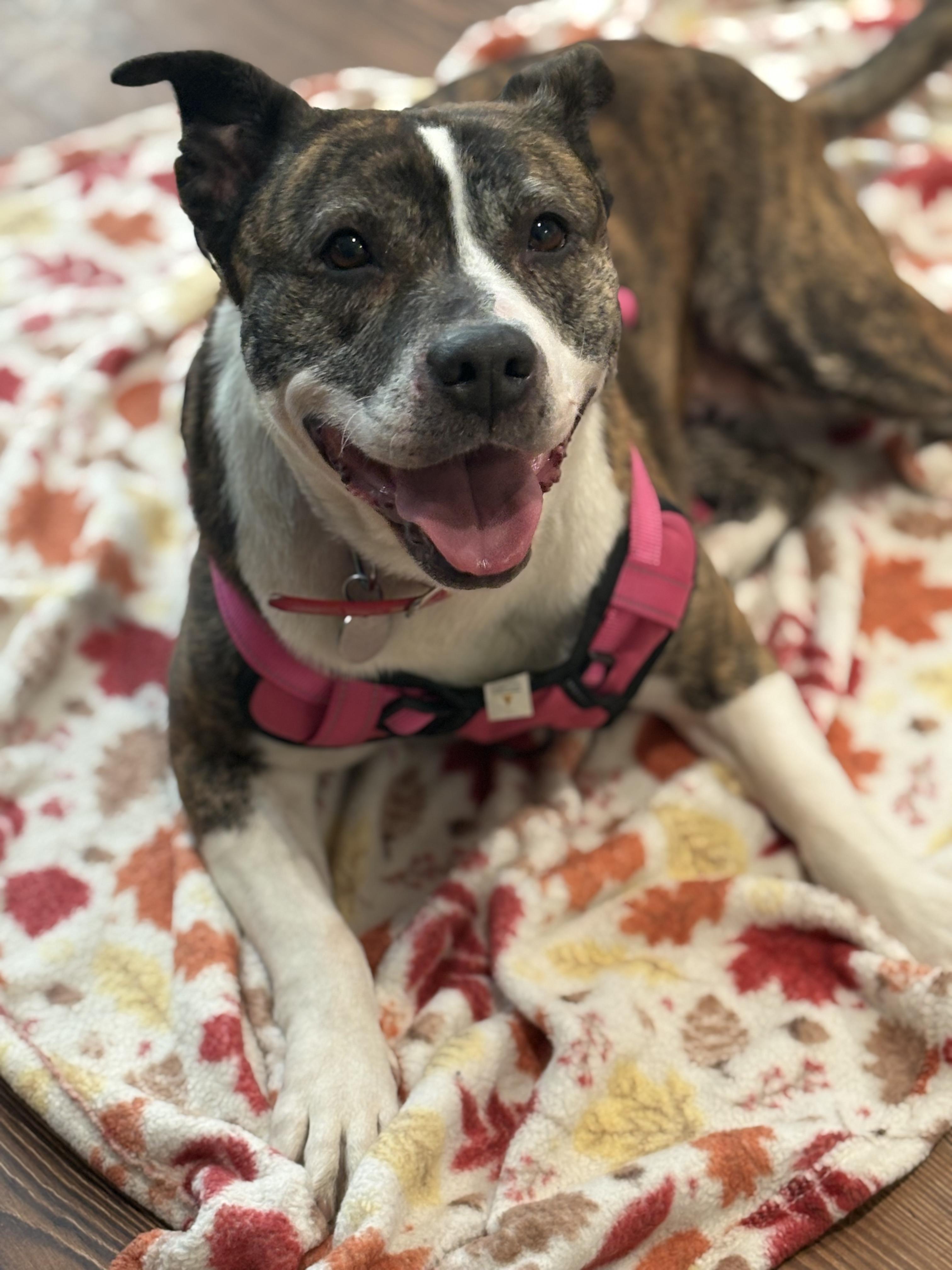 Laroo, ADOPTABLE, Adult Female American Staffordshire Terrier.