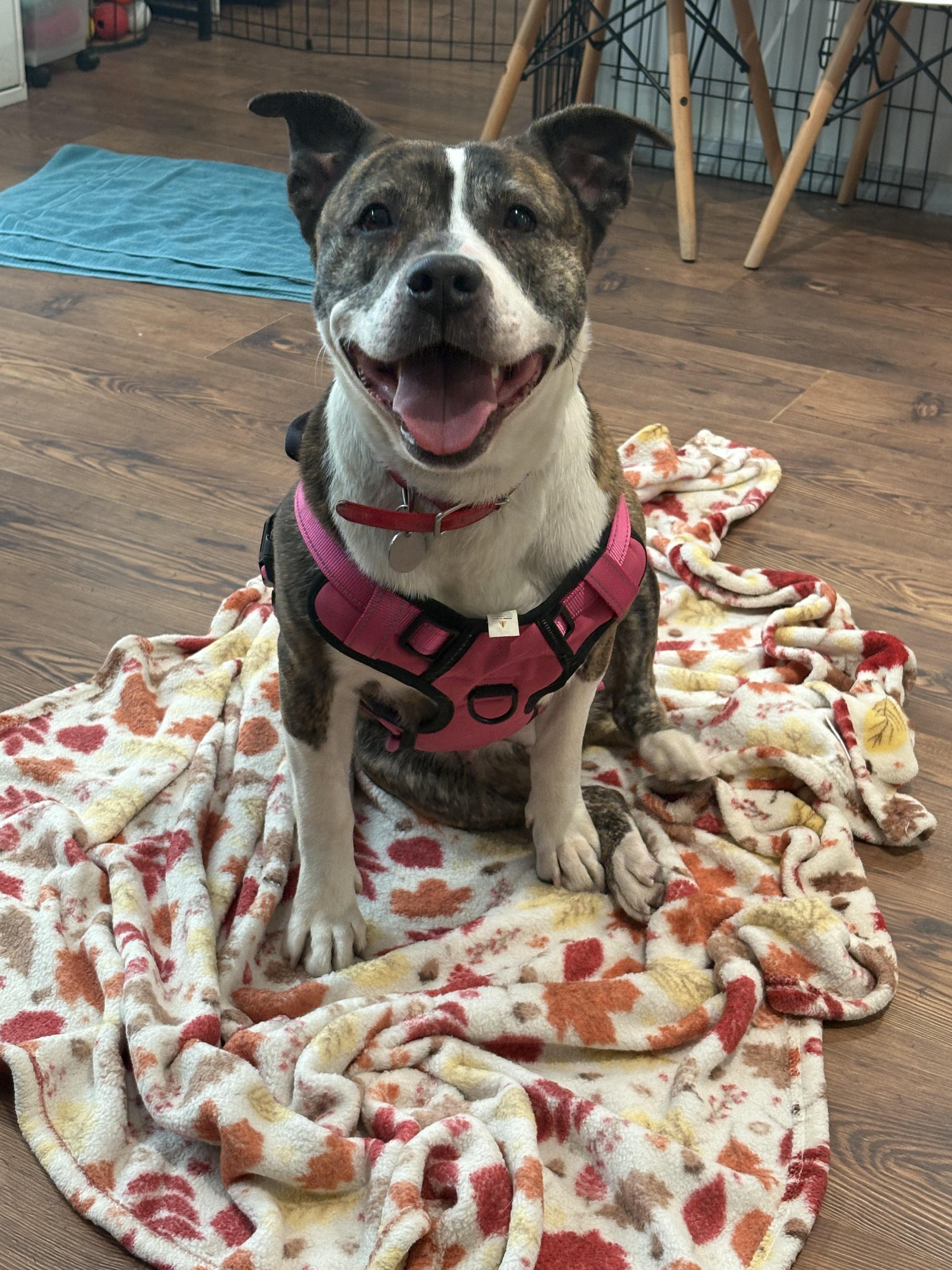 Enlarge Laroo, a ADOPTABLE mixed breed in Philadelphia, PA image 2/3