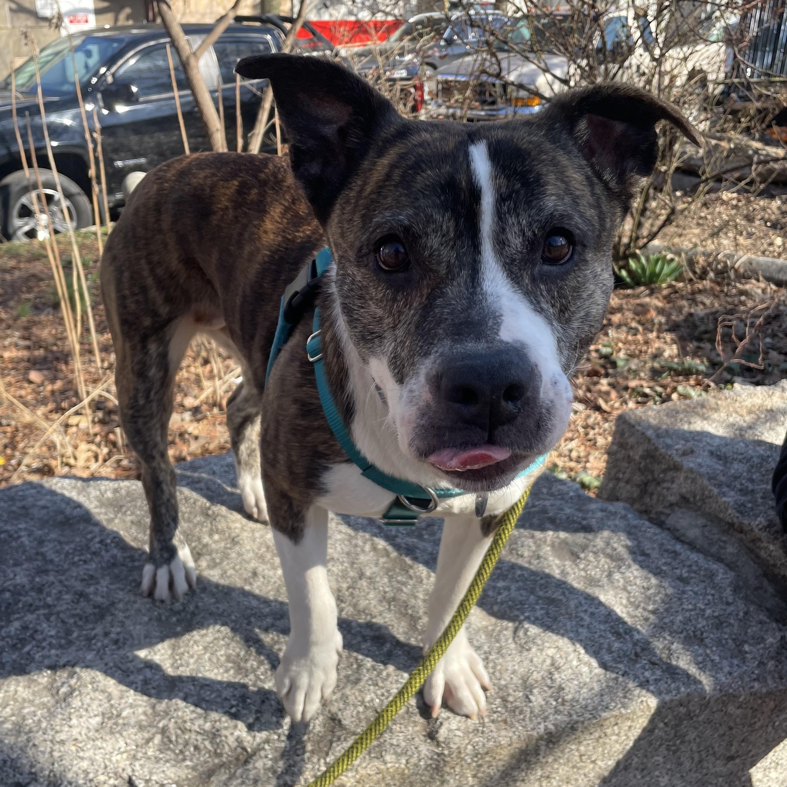 Enlarge Laroo, a ADOPTABLE mixed breed in Philadelphia, PA image 3/3