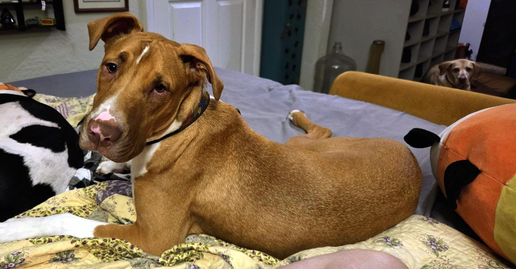 Enlarge Mushroom, a Adopted mixed breed in Boise, ID image 2/6