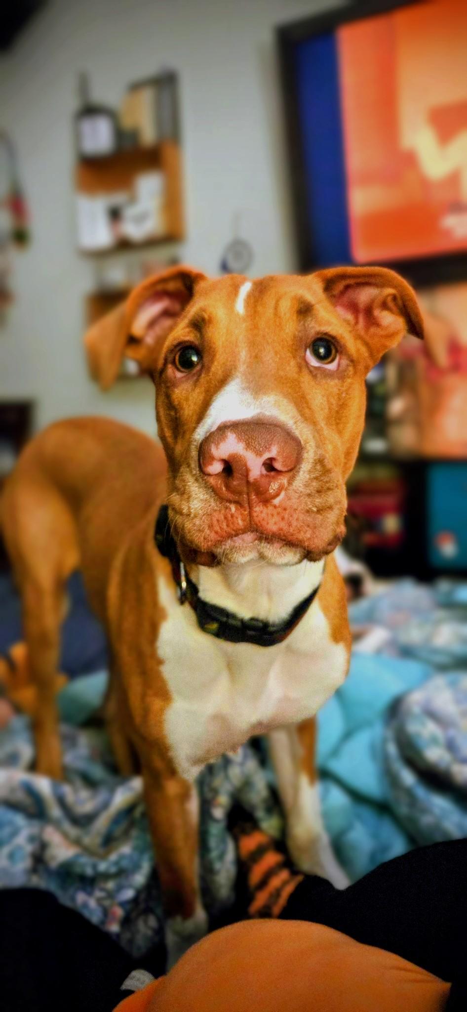 Enlarge Mushroom, a Adopted mixed breed in Boise, ID image 1/6