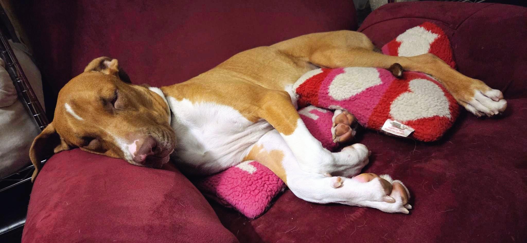 Enlarge Mushroom, a Adopted mixed breed in Boise, ID image 6/6