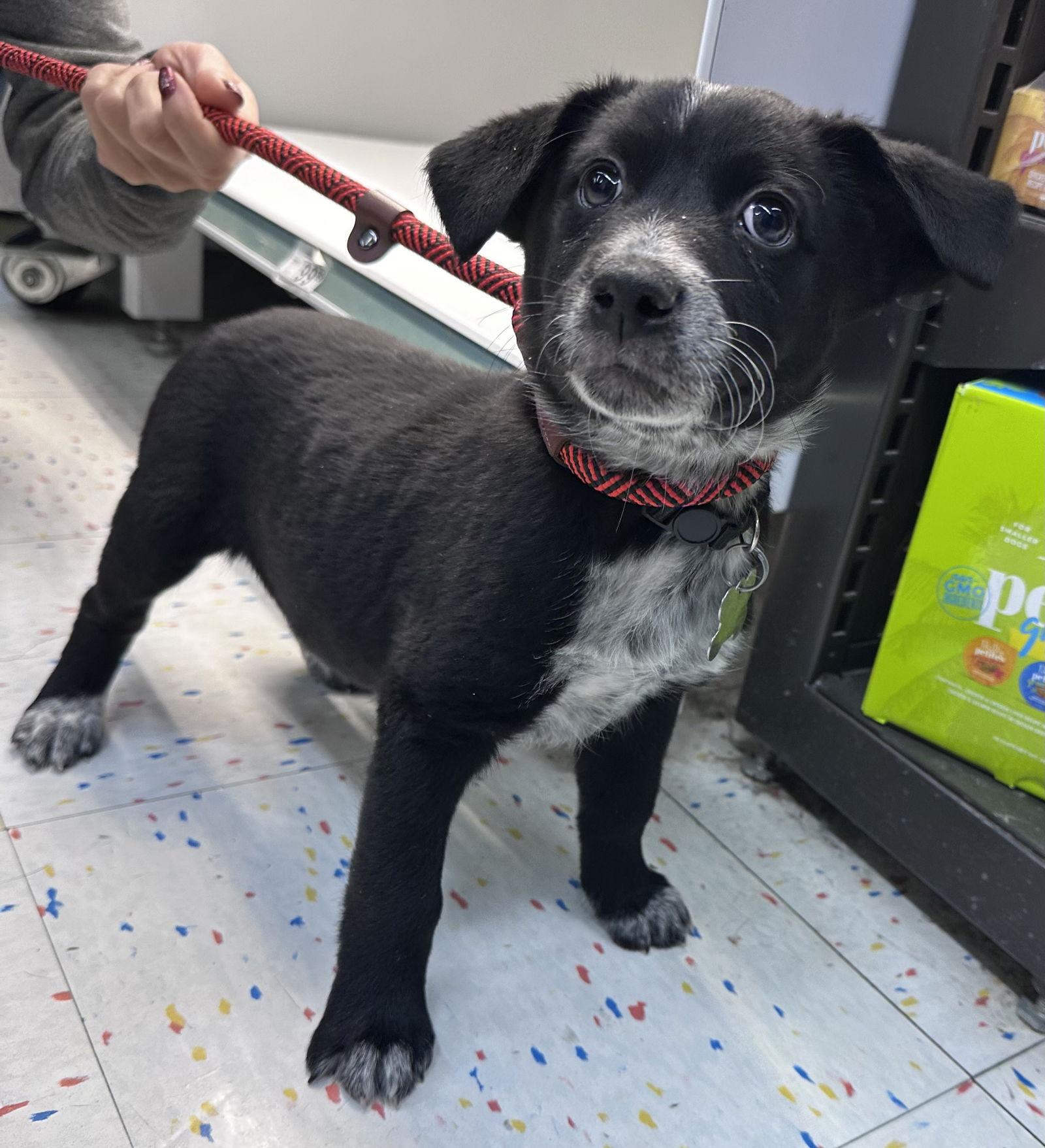 Enlarge Purdy, a Adoptable mixed breed in Hillside, IL image 1/3