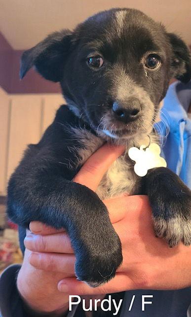 Enlarge Purdy, a Adoptable mixed breed in Hillside, IL image 3/3