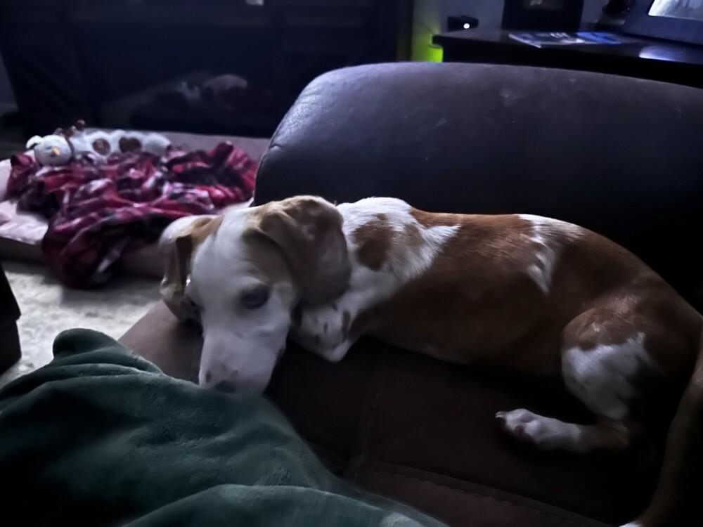 Pilot, Adoptable, Puppy Male Dachshund.