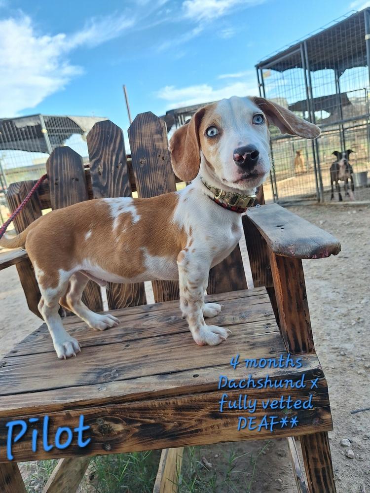 Enlarge Pilot, a Adoptable mixed breed in Lafayette, CO image 2/2