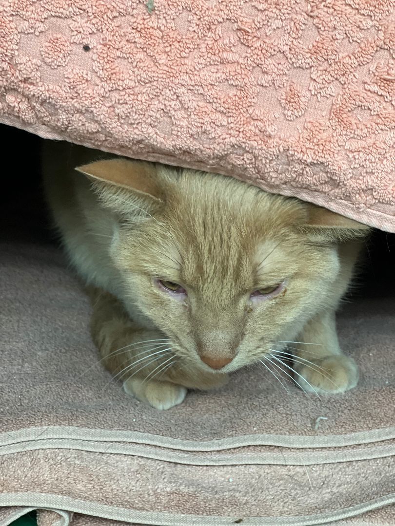 Enlarge Peppy, a Adoptable Domestic Short Hair in Jackson, MO image 1/1