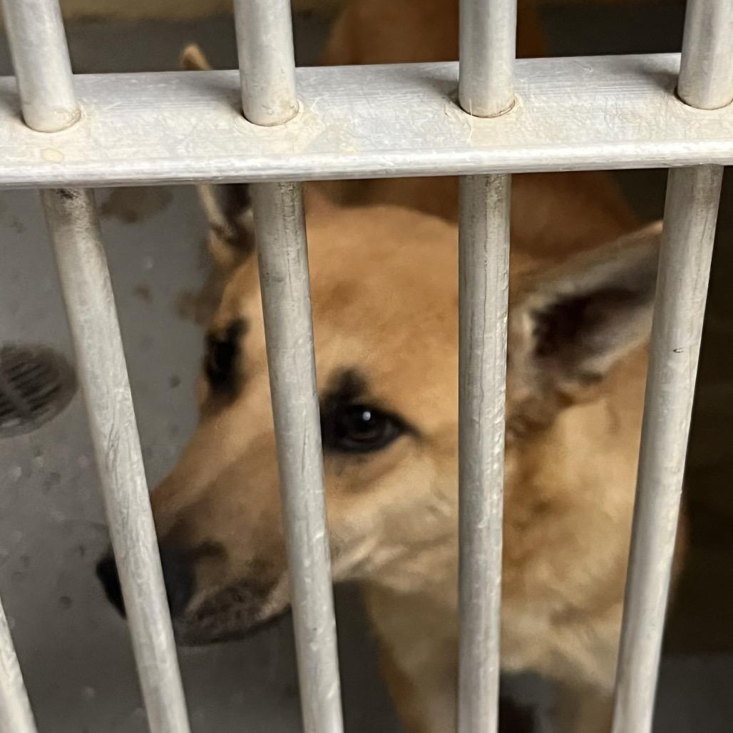 (CCSO) Dingo, Adoptable, Puppy Female Mixed Breed.