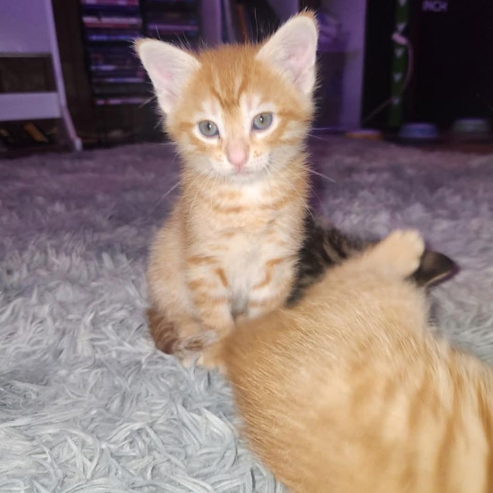 Dorito - Home to Home, Adoptable, Kitten Male Domestic Short Hair.