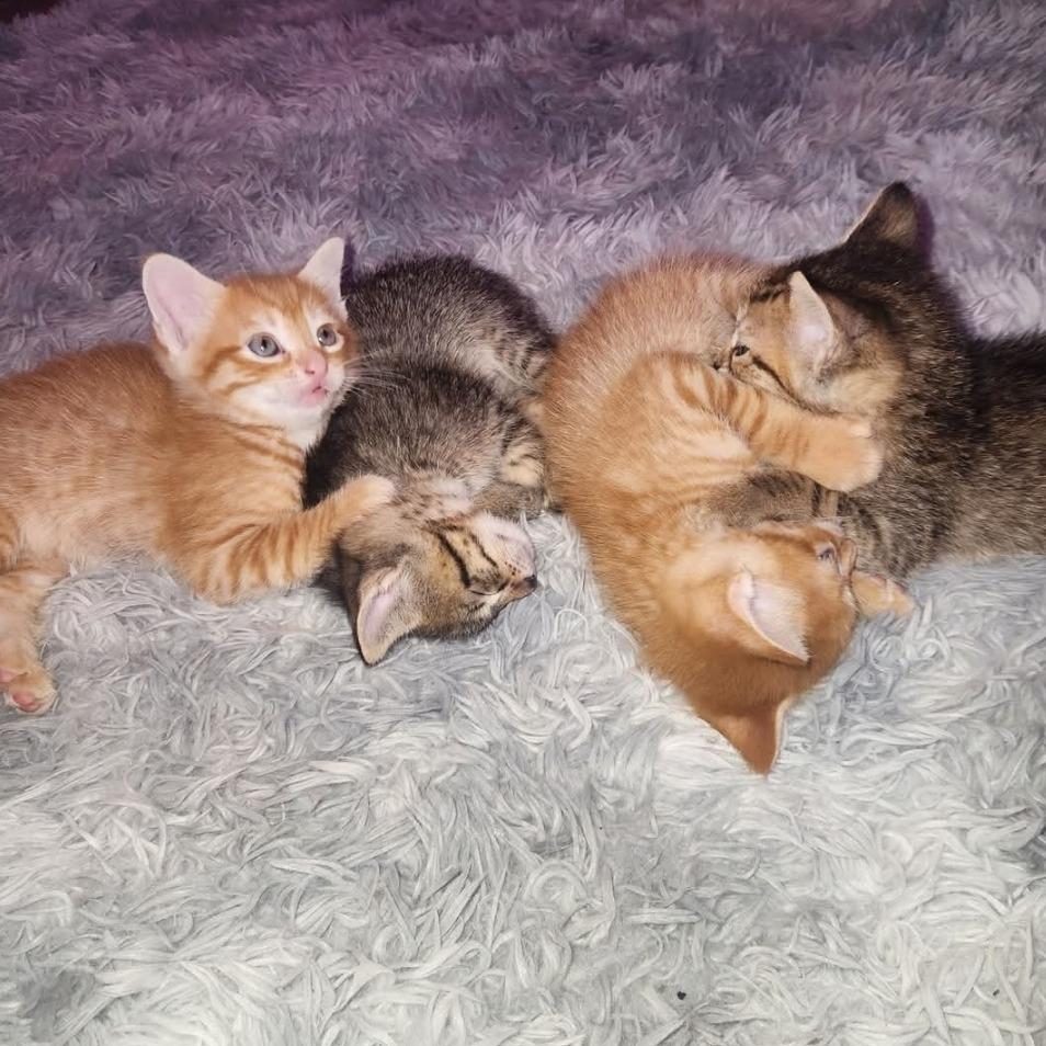 Dorito - Home to Home, a Adoptable Domestic Short Hair in South Elgin, IL image 2/4