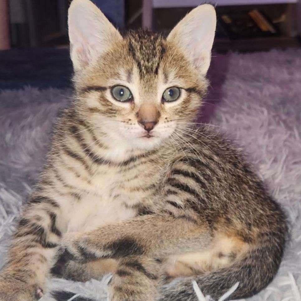 Dorito - Home to Home, a Adoptable Domestic Short Hair in South Elgin, IL image 4/4