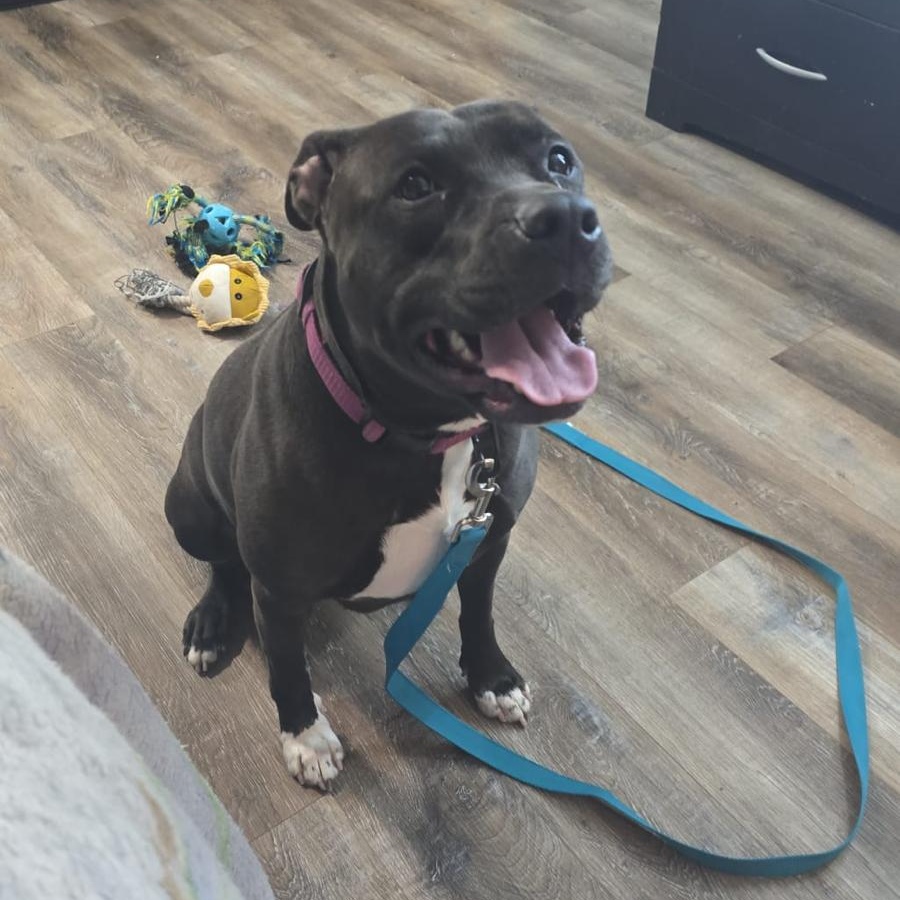 Enlarge Freya, a ADOPTABLE American Bully in Oakville, ON image 1/4