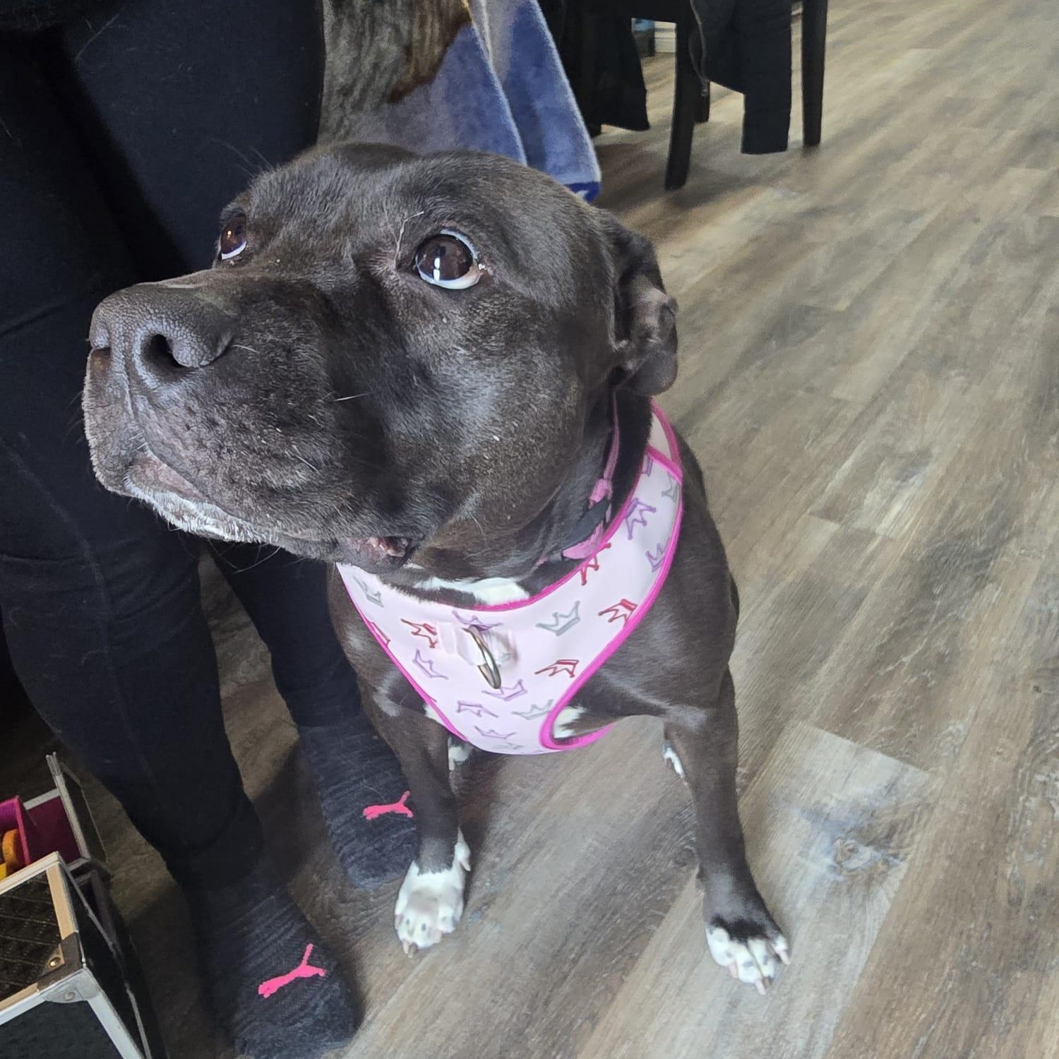 Enlarge Freya, a ADOPTABLE American Bully in Oakville, ON image 3/4